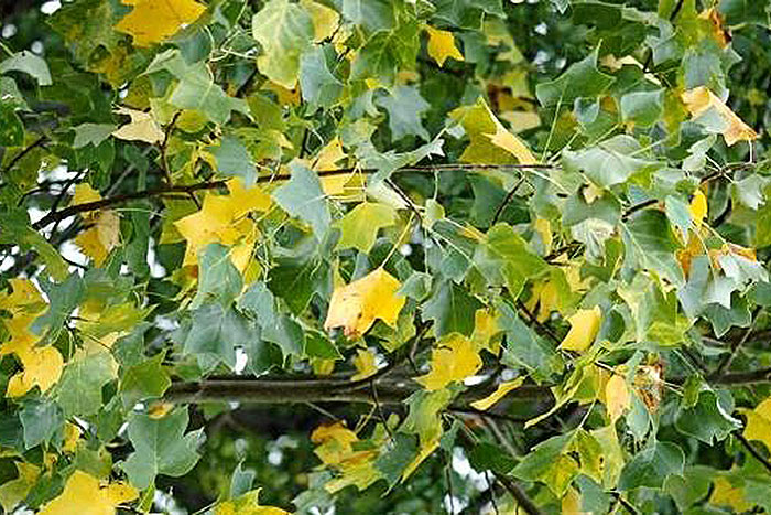 yellow and green leaves
